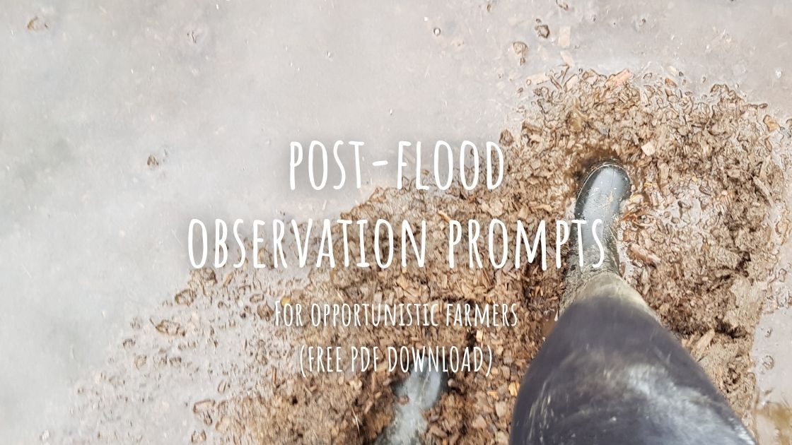 post flood blog graphic Post flood observation prompts