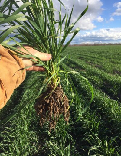Biocast treated crop showing healthy plant strong roots