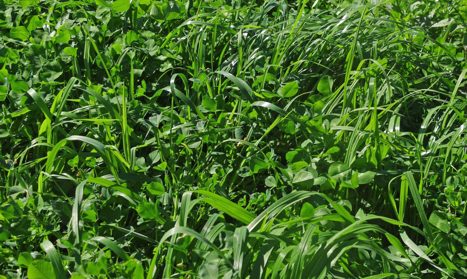 Foliar for avocados