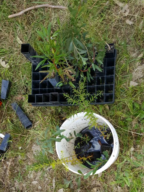 Soaking native tubestock in Biocast