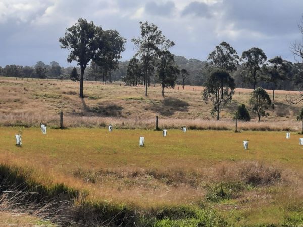 Aus Eco Solutions tree planting site for Koalas in Care