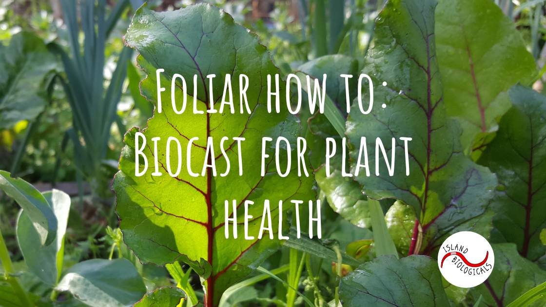 Foliar how to: Biocast for plant health