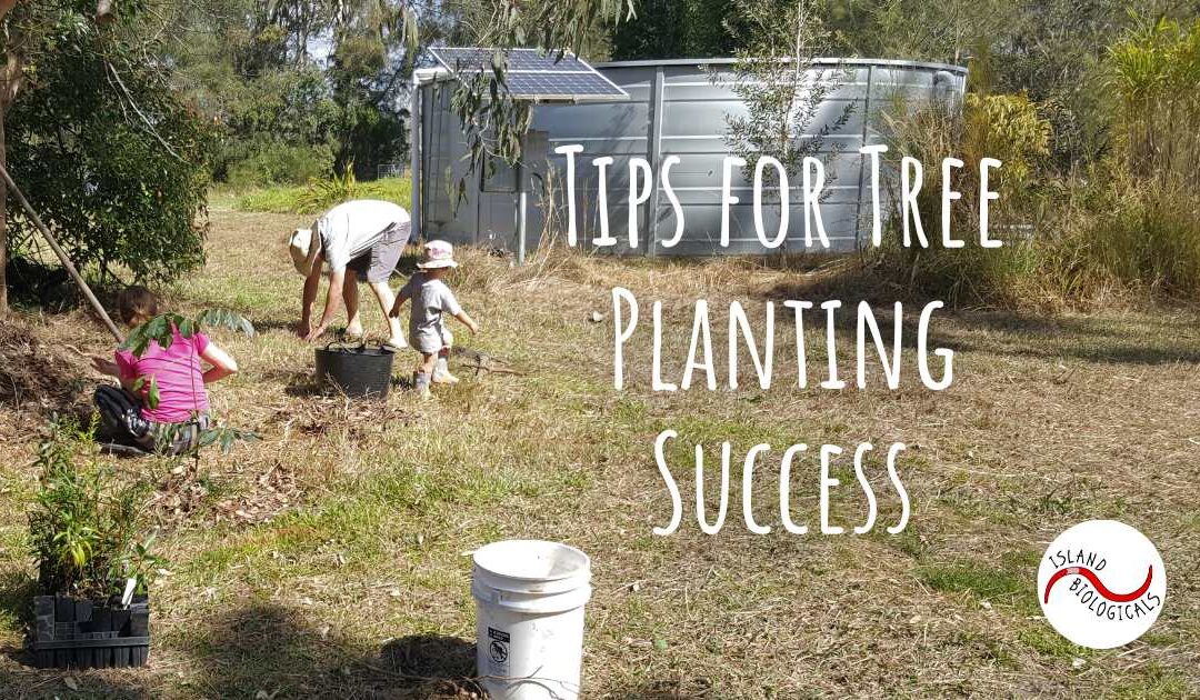 Tips for tree planting success