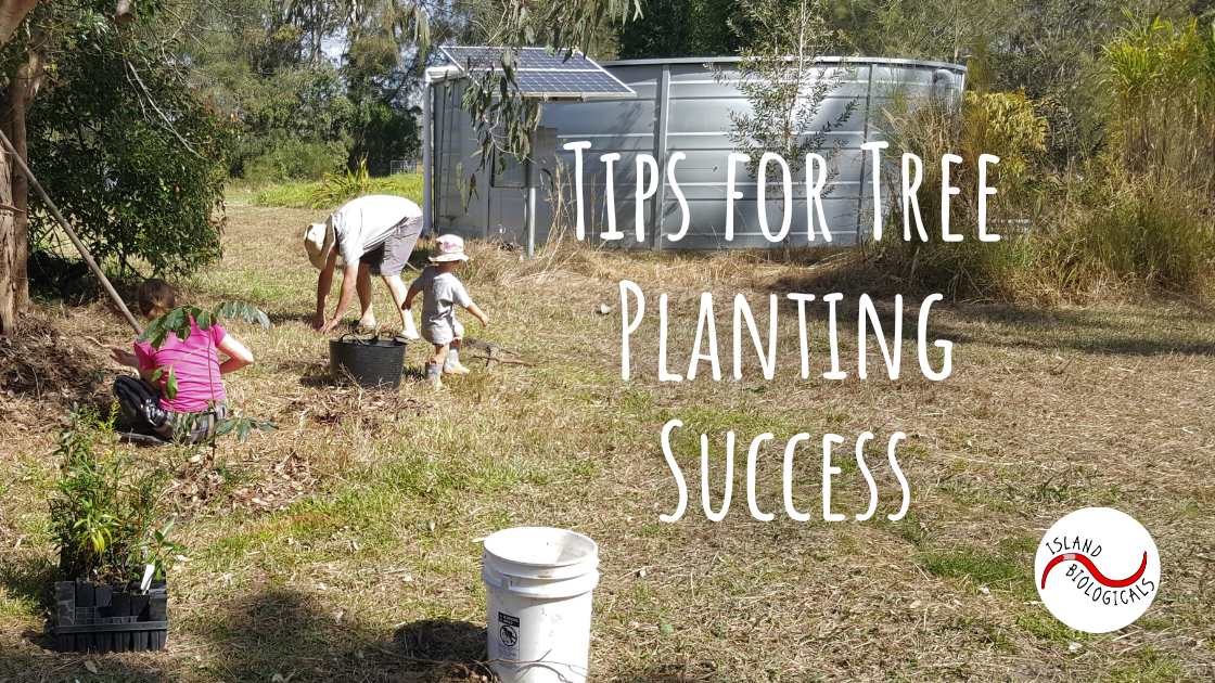 Tips for tree planting success