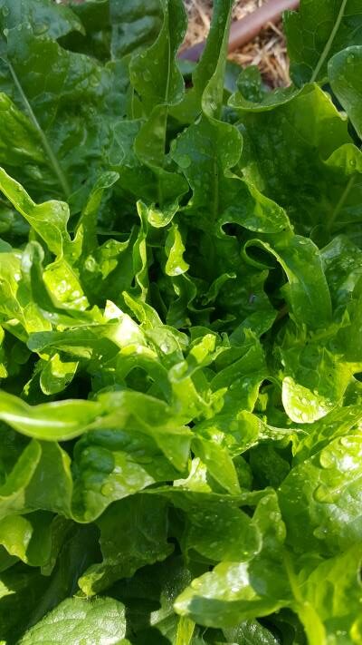 Healthy lettuce grown with Biocast