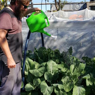 Applying Biocast with a watering can