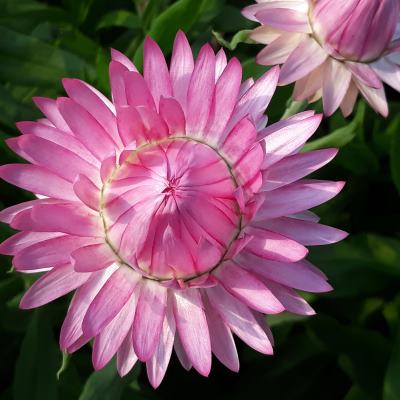 Native paper daisy grown with Biocast