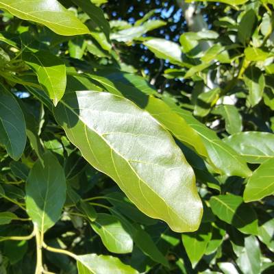 Glossy avocado leaves