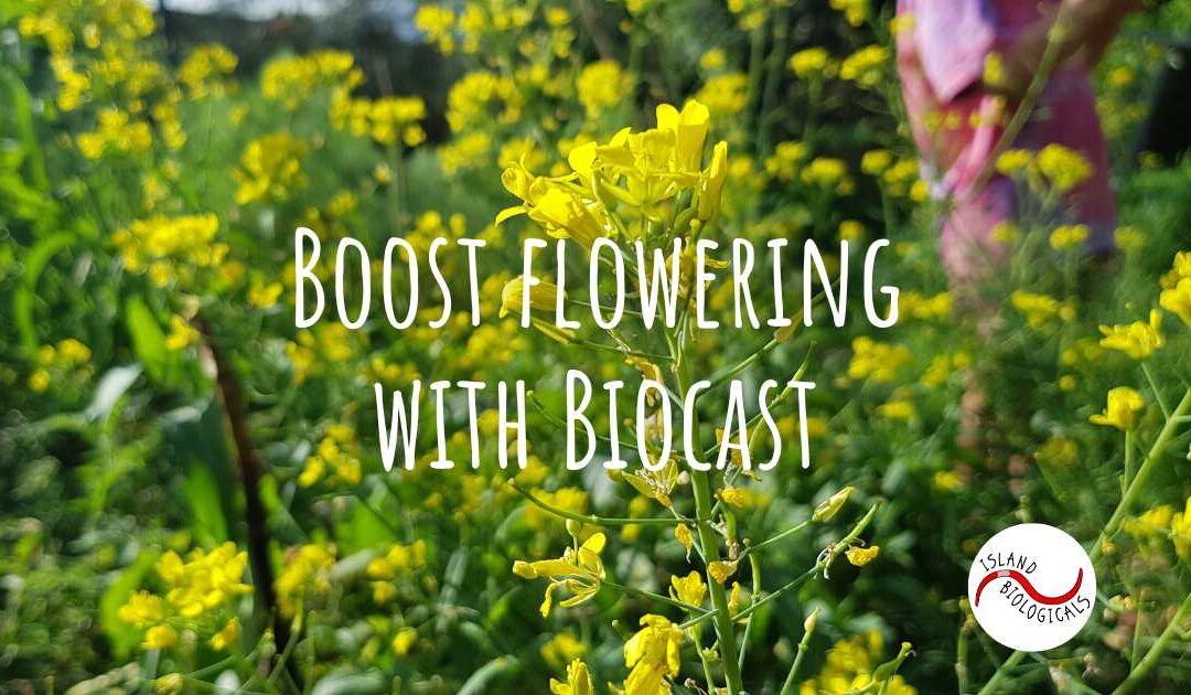 Boost flowering with Biocast