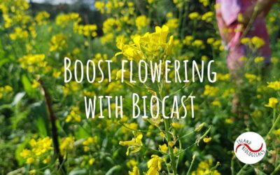 Boost flowering with Biocast