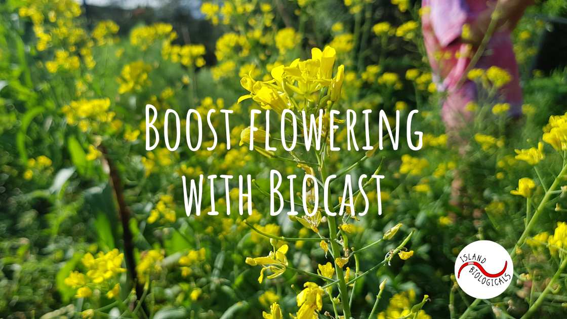 Boost flowering with Biocast