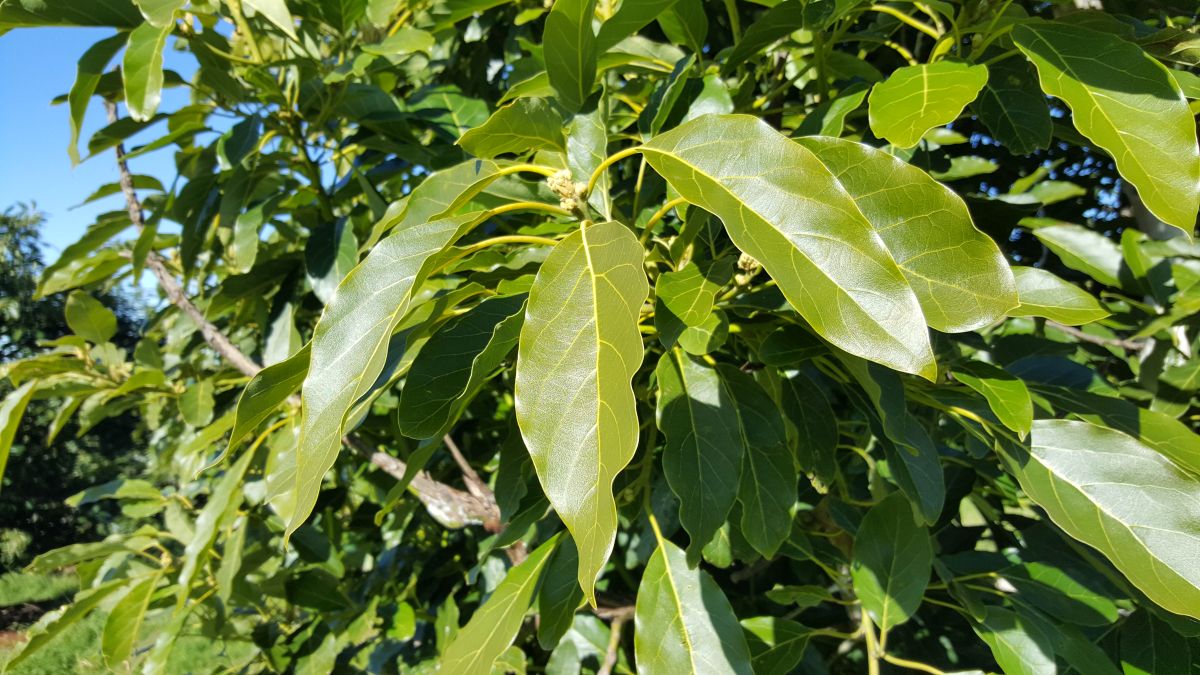 healthy avocado leaves with high gloss