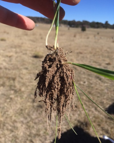 Young grass plant with large root dredlocks, with a brown dry paddock in the background