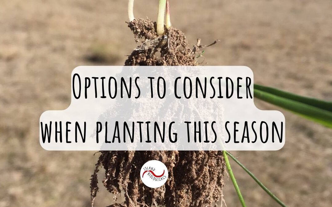 Options to consider when planting this season