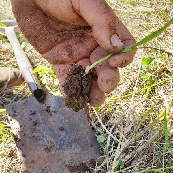 hand holding a young grass plant with chunky root dredlocks, with a shovel and existing pasture in the background