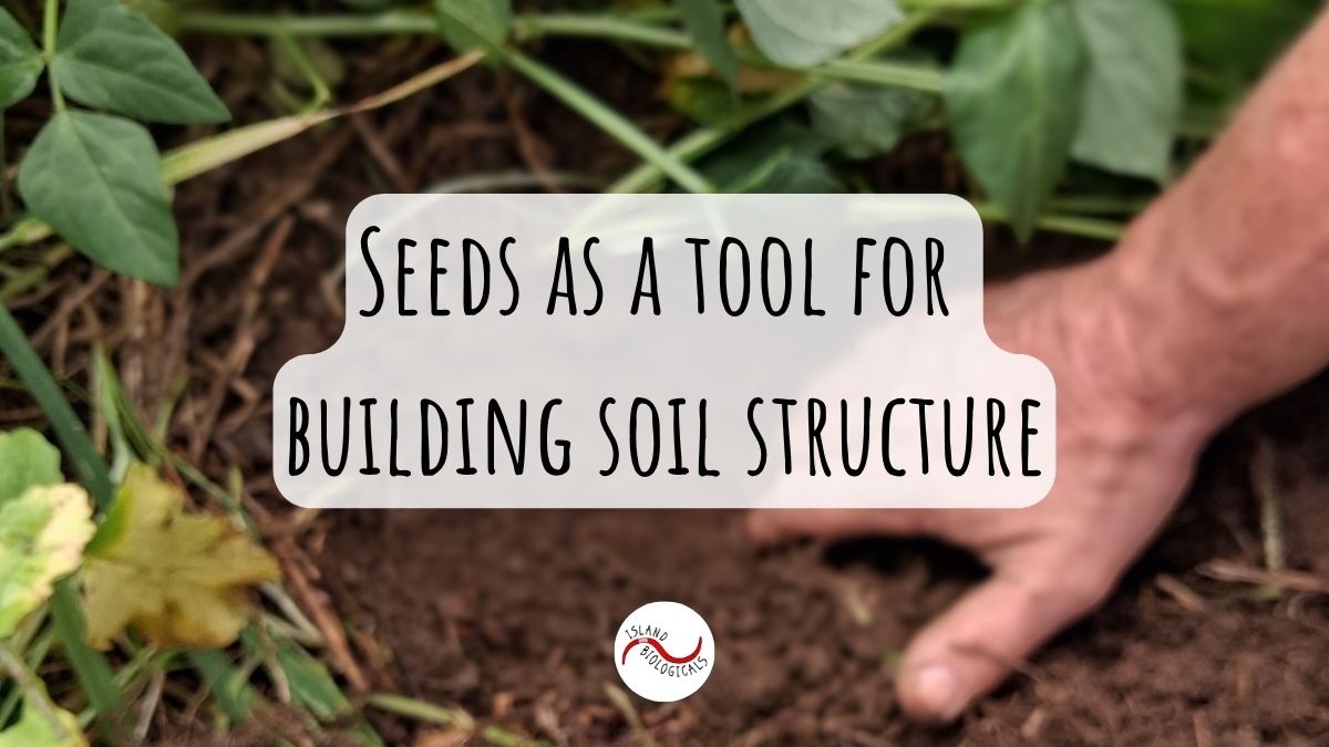 Seeds as a tool for building soil structure