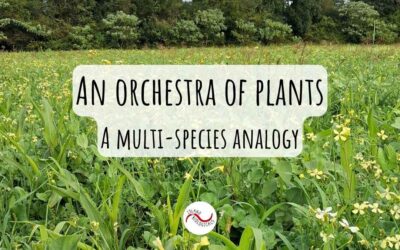 An orchestra of plants