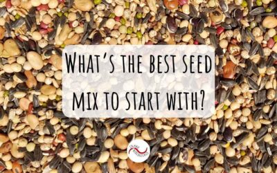 What’s the best seed mix to start with?