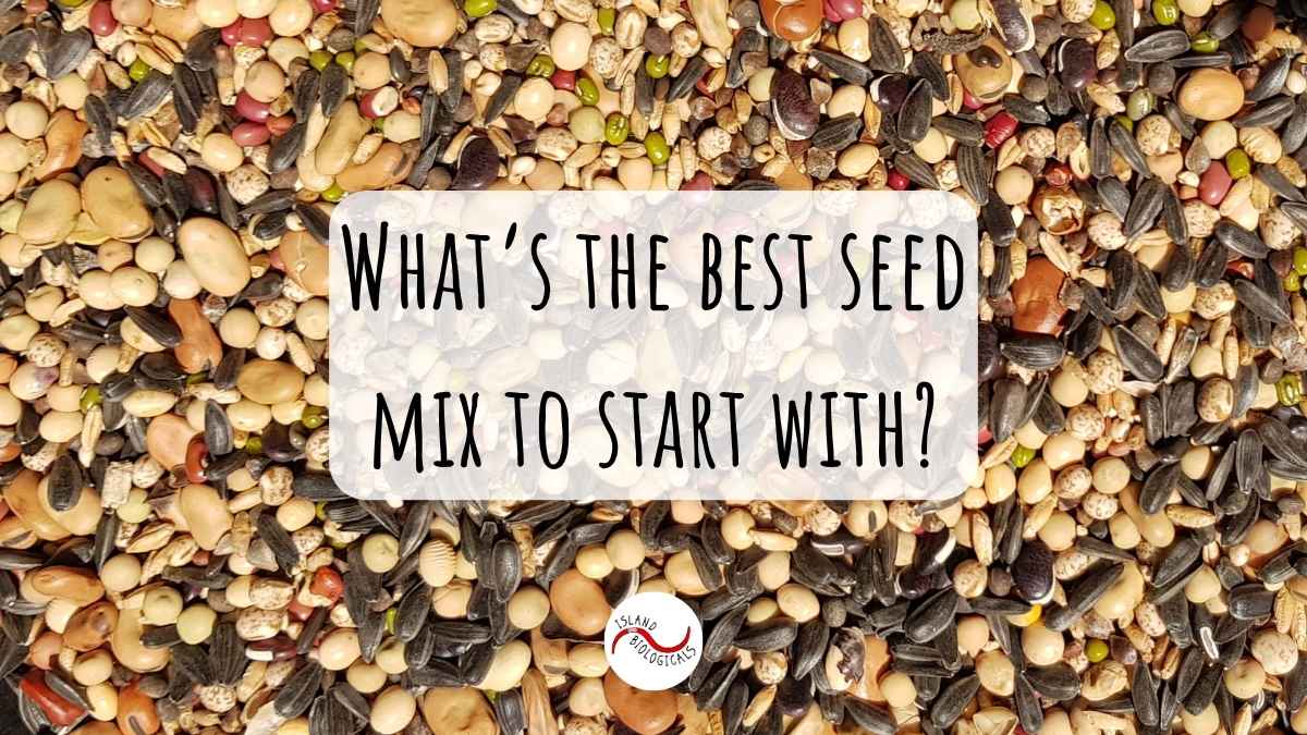 What's the best seed mix to start with?