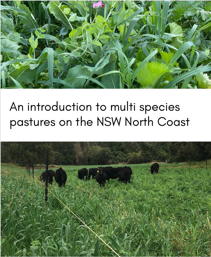 An introduction to multi species pastures on the NSW North Coast