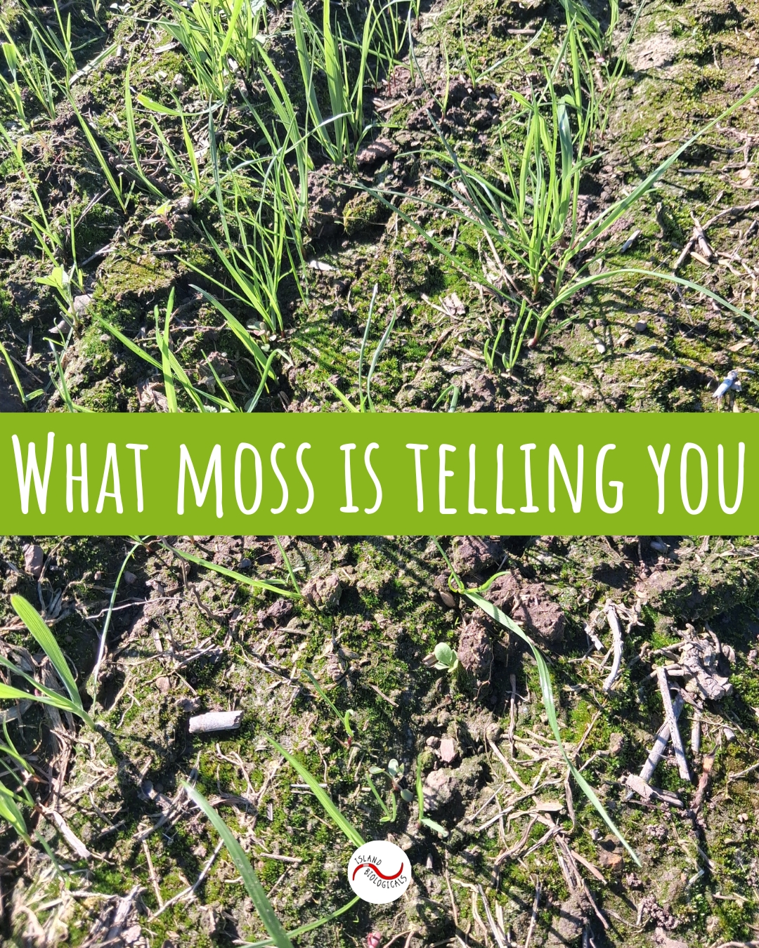 What moss is telling you